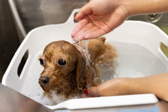 エステ中の犬