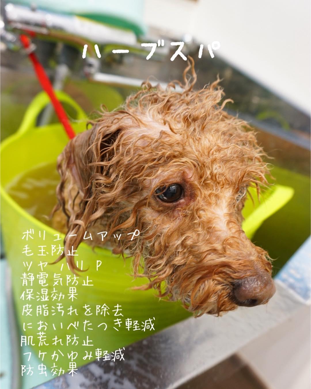 ハーブスパ中の犬